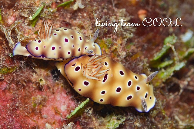 沖縄ＦＵＮダイビング　マダライロウミウシ