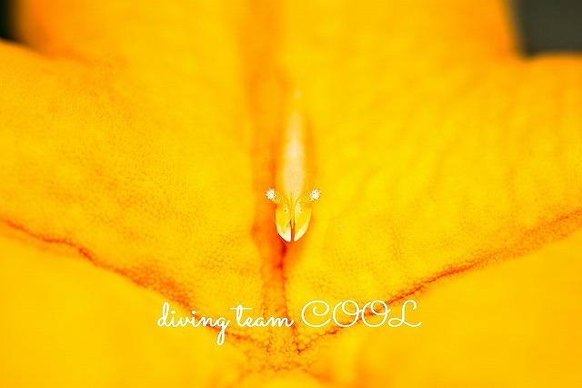 沖縄ＦＵＮダイビング　ヒトデヤドリエビ