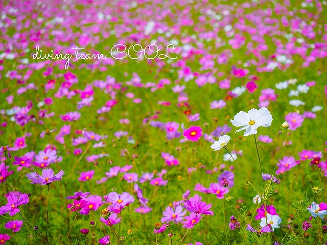 沖縄写真素材　こすもす