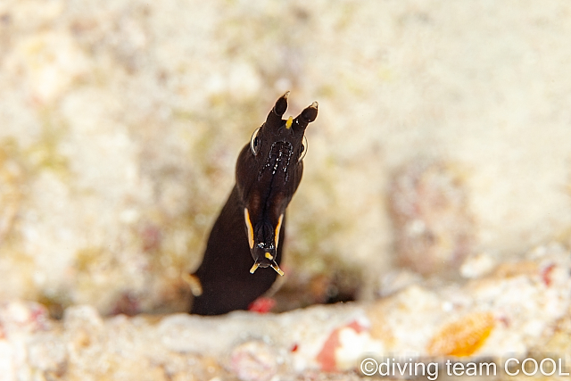 沖縄ダイビング ハナヒゲウツボの幼魚