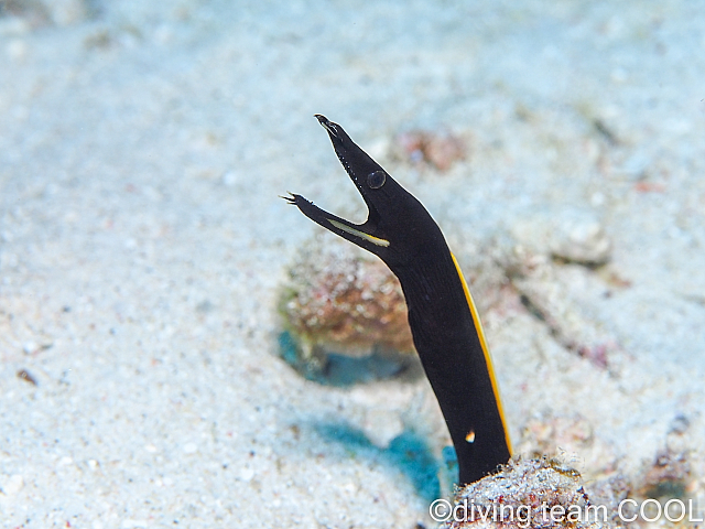 沖縄 ハナヒゲウツボの幼魚