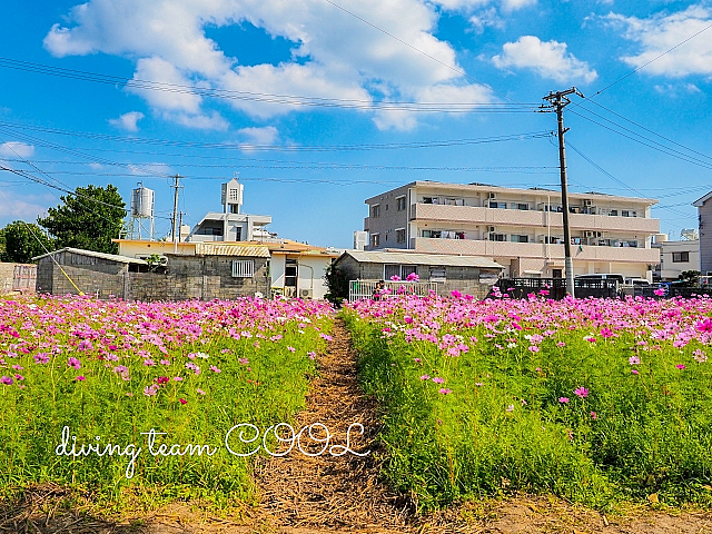 沖縄写真 コスモス畑