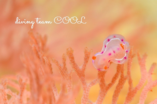 沖縄ファンダイビング　ミカドウミウシの幼体