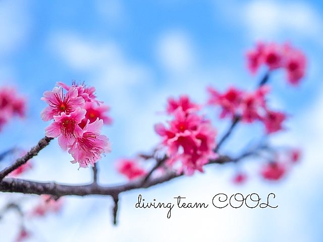 沖縄 寒緋桜