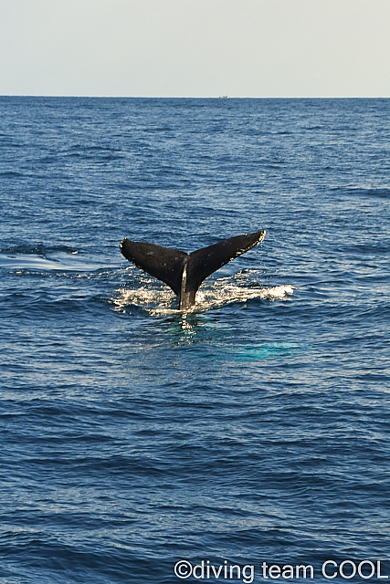 沖縄 ザトウクジラ