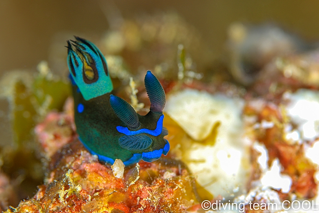 沖縄 ミドリリュウグウウミウシ