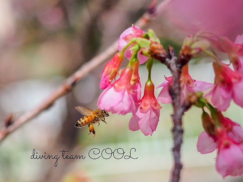 沖縄 ミツバチ