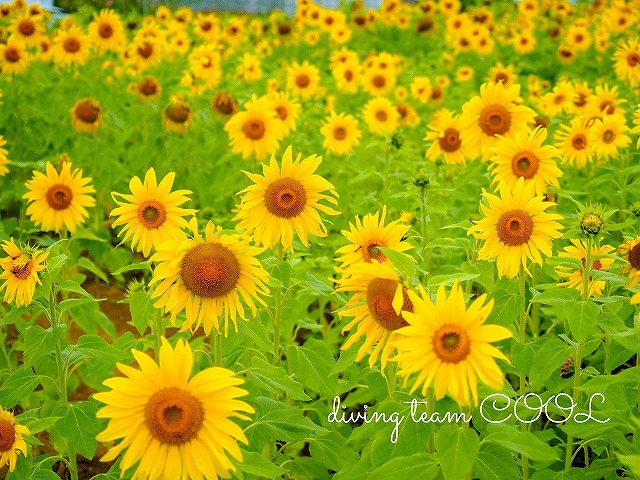 沖縄写真　ひまわり