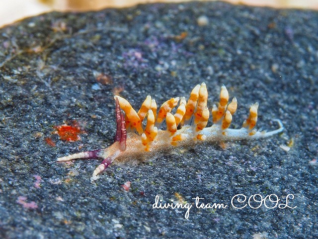 沖縄ウミウシダイブ　ツノゲミノウミウシ