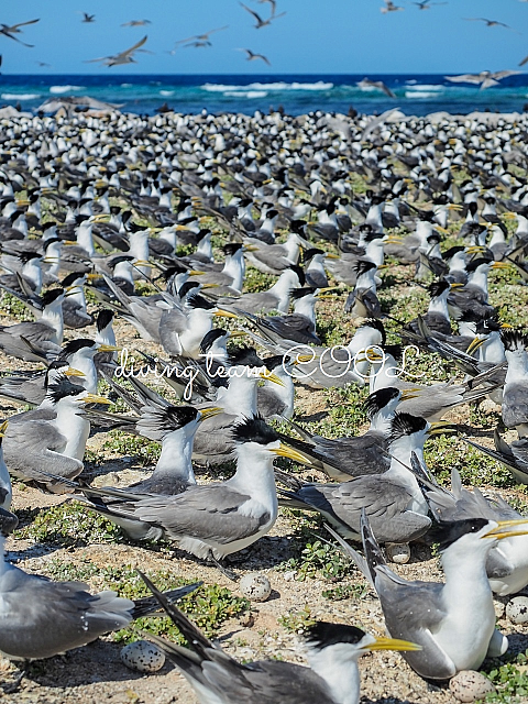 オオアジサシ　ラヤンラヤン島ツアー