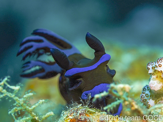 沖縄 ミドリリュウグウウミウシ