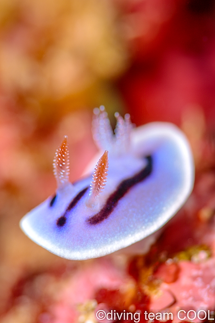 沖縄 ミゾレウミウシの幼体