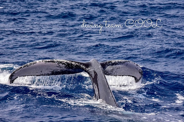 沖縄ダイビング　ホエールウォッチング　ザトウクジラ