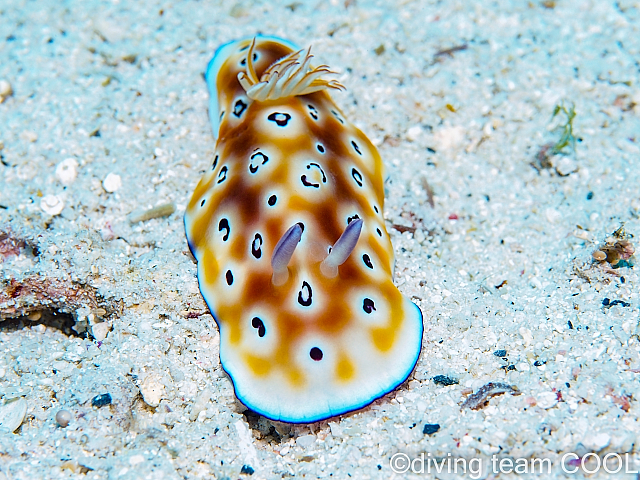 沖縄 ヒョウモンウミウシ