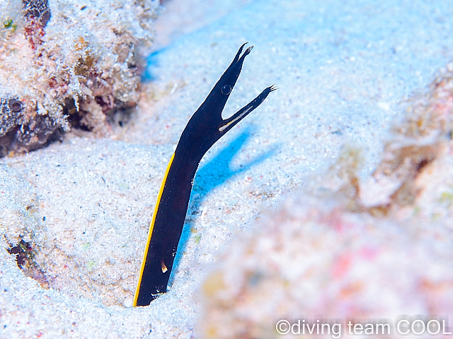 沖縄 ハナヒゲウツボの幼魚