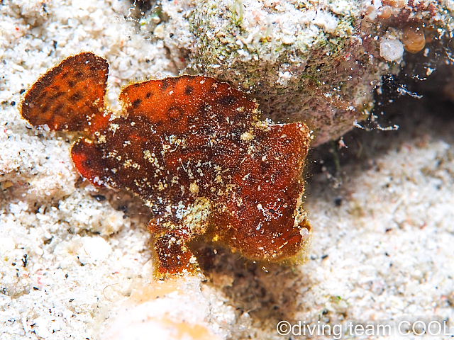 沖縄 ヒメヒラタカエルアンコウ