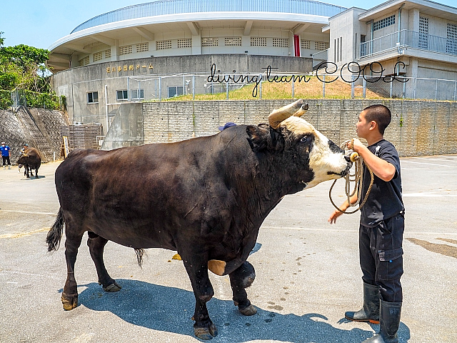 沖縄 闘牛と少年