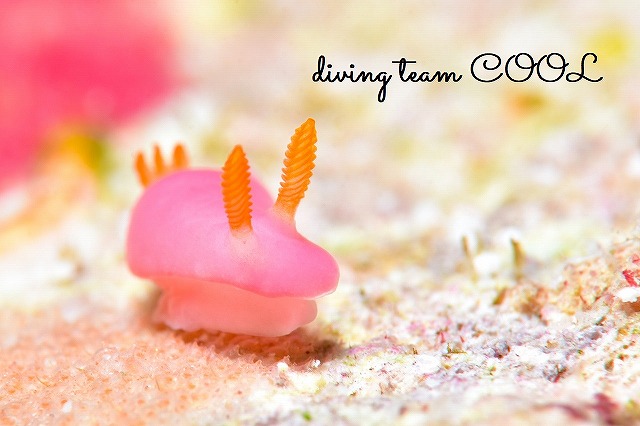 沖縄ウミウシダイビング　フジムスメウミウシ