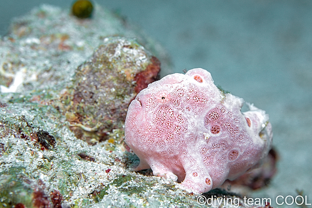 沖縄 カエルアンコウの幼魚