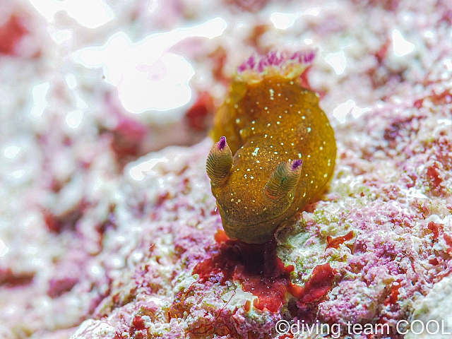 沖縄 コミドリリュウグウウミウシ