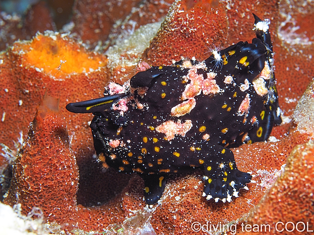 沖縄 クマドリカエルアンコウ