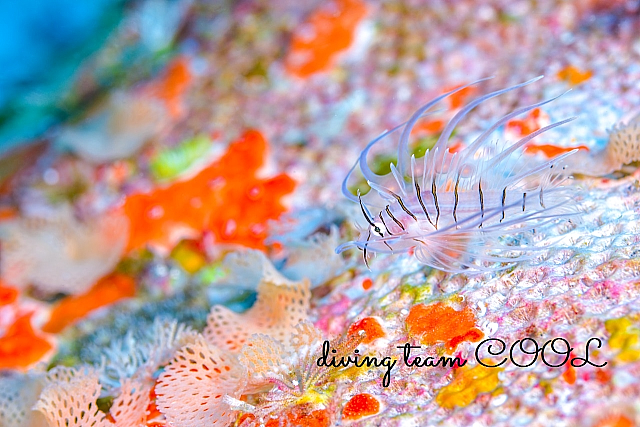 沖縄 ハナミノカサゴの幼魚