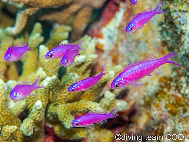 沖縄ダイビング ハナゴイの幼魚