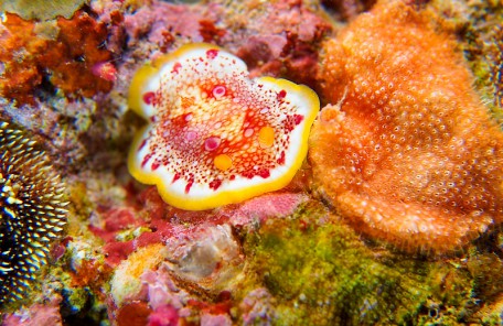 沖縄ダイビング ヒャクメウミウシ