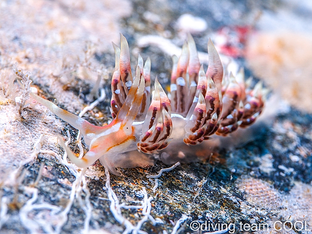 沖縄ダイビング デンショクミノウミウシ