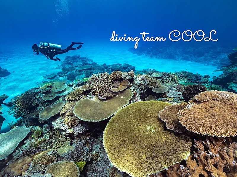 沖縄ダイビング ダイバーとサンゴ