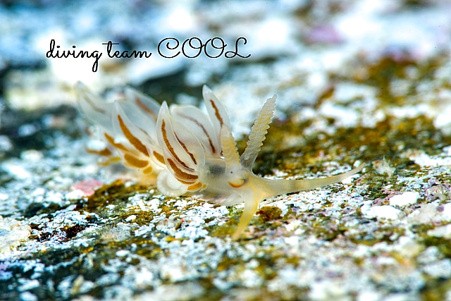 沖縄ダイビング フウセンミノウミウシ属の１種４