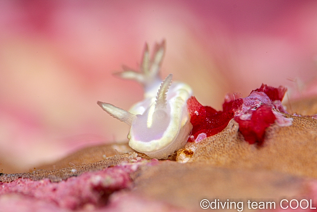 沖縄ダイビング ウスフジイロウミウシ