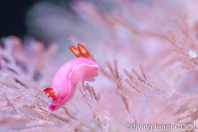 沖縄ダイビング フジムスメウミウシ