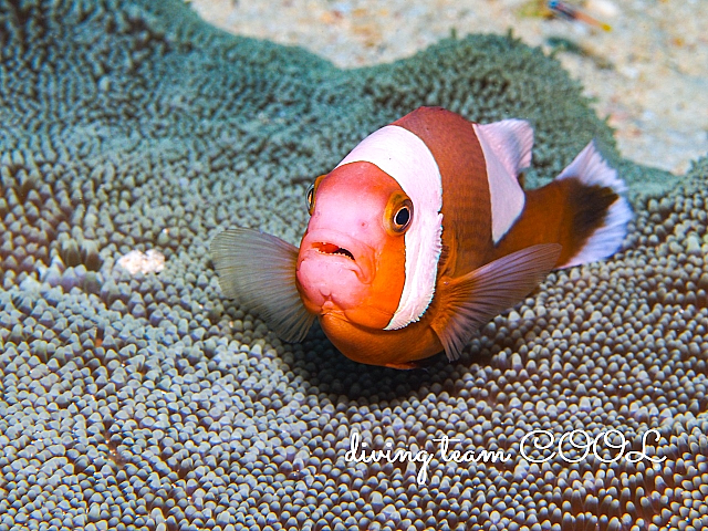 沖縄ダイビング トウアカクマノミ