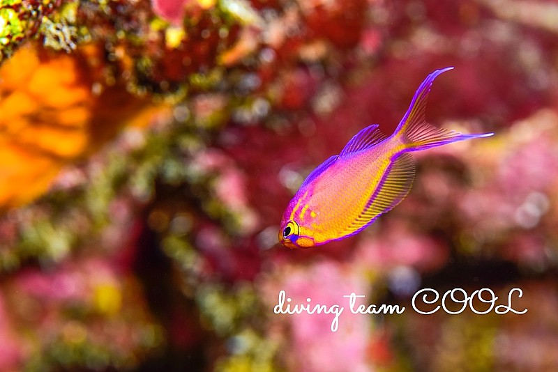 沖縄ダイビング ハナゴンベの幼魚