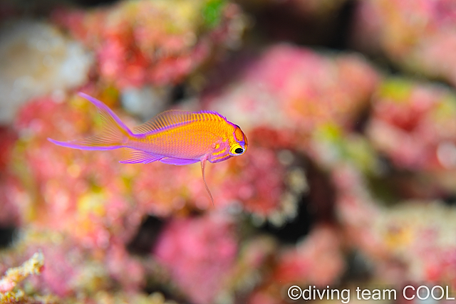 沖縄ダイビング ハナゴンベの幼魚