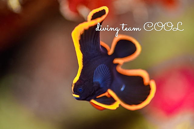 沖縄ダイビング アカククリの幼魚