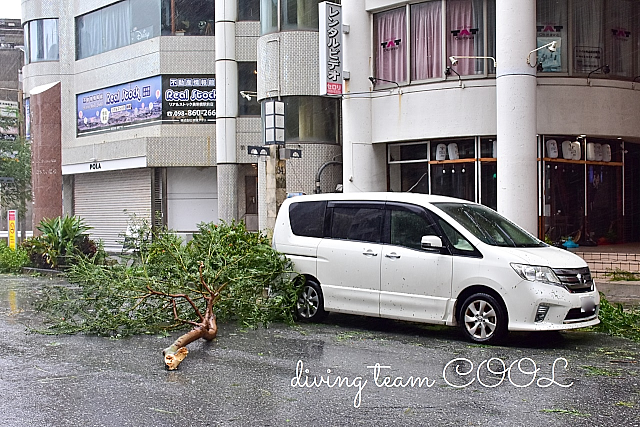 倒れた街路樹