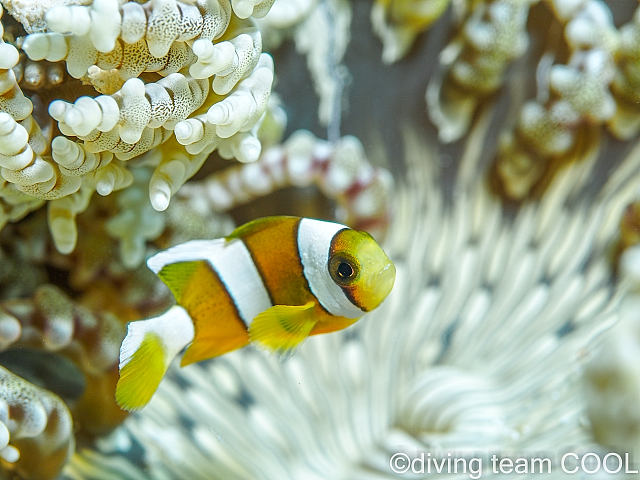 沖縄ダイビング クマノミの幼魚