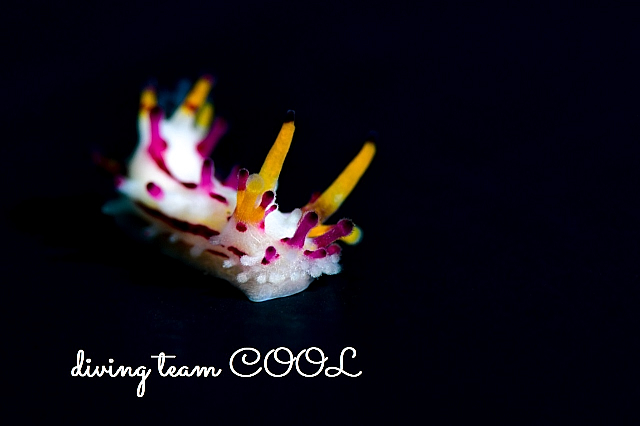 沖縄ダイビング センヒメウミウシ