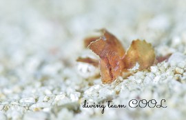 沖縄ダイビング ツマジロオコゼの幼魚