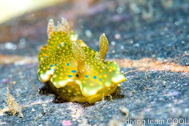 沖縄ダイビング ヨセナミウミウシ