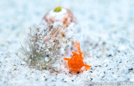 カエルアンコウの幼魚