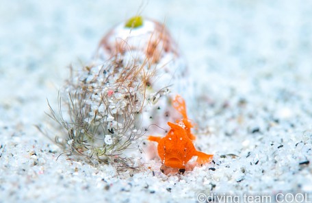 カエルアンコウの幼魚