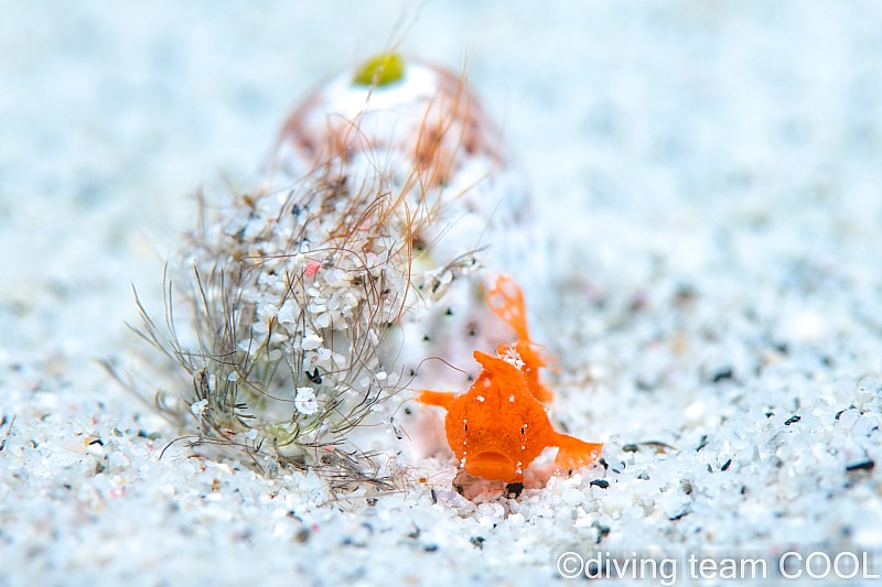 カエルアンコウの幼魚