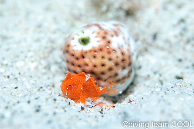沖縄ダイビング カエルアンコウの幼魚