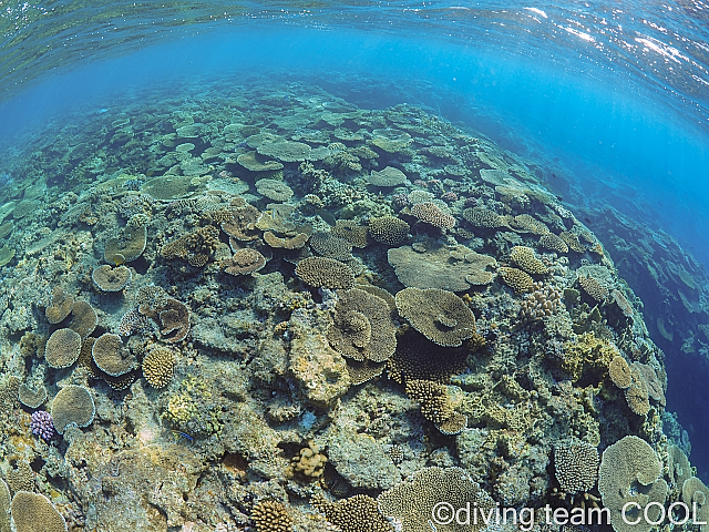沖縄ダイビング サンゴ