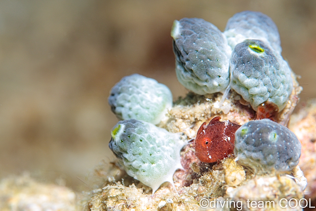 沖縄ダイビング カエルアンコウの幼魚