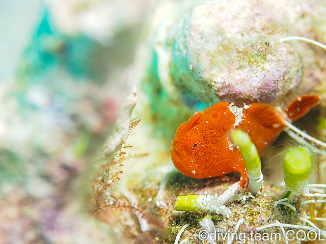 沖縄ダイビング カエルアンコウの幼魚