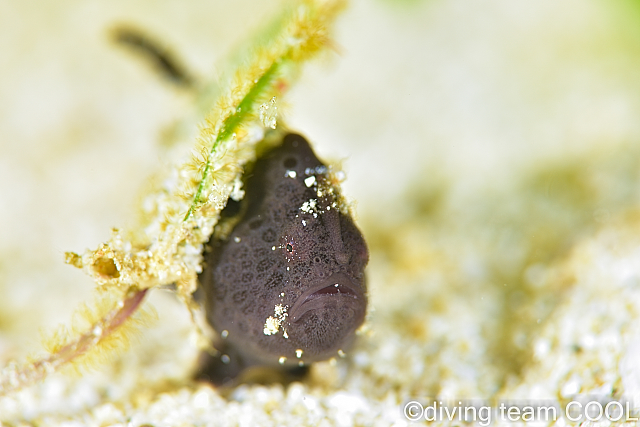 沖縄ダイビング カエルアンコウの幼魚